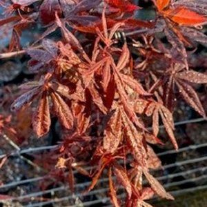 Red Japanese Maples 3-4 Feet Tall